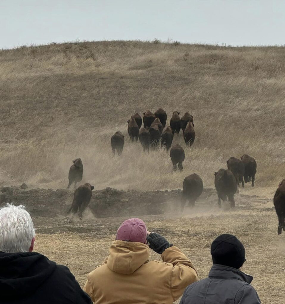 Members of Sacred Storm Buffalo watch as buffalo from Wind Cave National Park are released at the newly established Wambli Ska Ranch east of Caputa. (Photo courtesy of Wambli Ska)