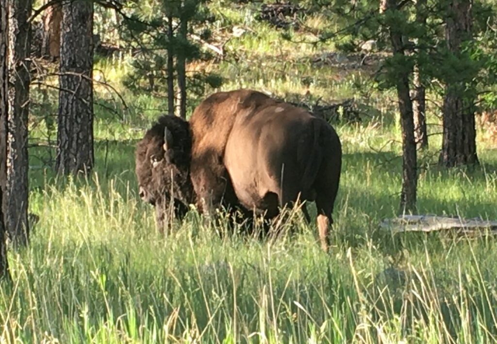 A bison grazes on native grassland as Tribal nations, conservation groups, and producers unite in Washington, D.C., to push for expanded buffalo restoration during Bison Impact Week. Photo by Marnie Cook